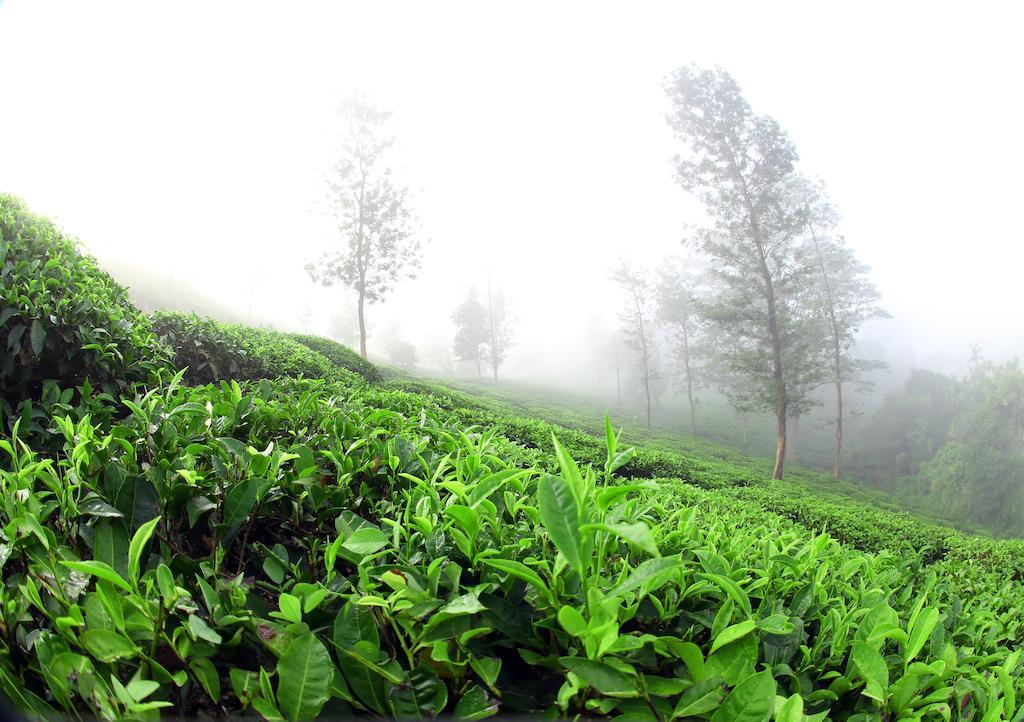 فندق Parisons Plantation Experiences By Abad مانانثافادي المظهر الخارجي الصورة